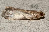 Acrobasis fallouella