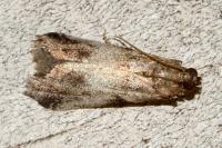 Acrobasis fallouella