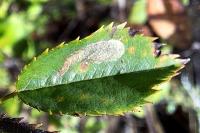 Coptotriche angusticollella
