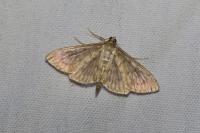 Patania ruralis