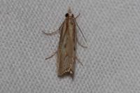 Agriphila geniculea