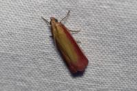 Oncocera semirubella