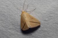 Rhodometra sacraria