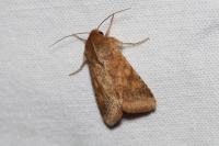 Helicoverpa armigera