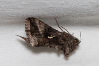 Autographa gamma