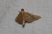 Endotricha flammealis