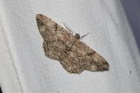 Peribatodes rhomboidaria