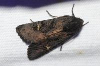 Aporophyla nigra