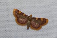 Hypsopygia costalis