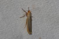 Manulea complana