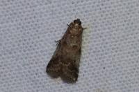 Acrobasis consociella