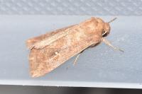 Mythimna albipuncta