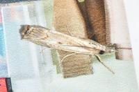 Agriphila geniculea