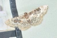Idaea rusticata