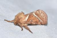 Triodia sylvina