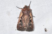Xestia agathina