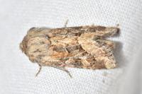 Luperina dumerilii
