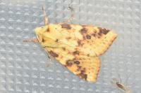 Cirrhia icteritia