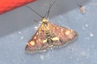Pyrausta aurata