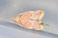 Carcina quercana