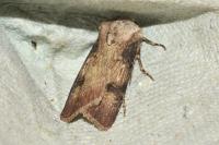 Agrotis puta
