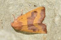 Atethmia centrago