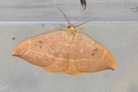 Watsonalla binaria