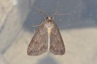Pachycnemia hippocastanaria