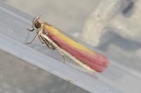 Oncocera semirubella