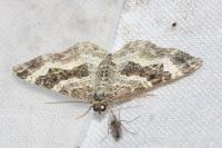 Epirrhoe alternata