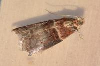 Acrobasis tumidana