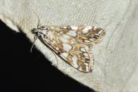 Elophila nymphaeata
