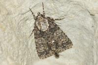 Acronicta rumicis