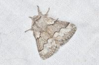 Trichiura crataegi