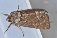 Thalpophila matura