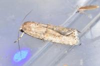 Spodoptera exigua