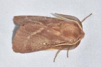 Lasiocampa trifolii