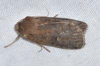Xestia xanthographa