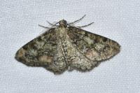 Cleorodes lichenaria