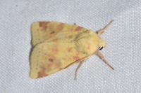 Cirrhia icteritia