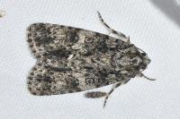 Acronicta rumicis