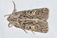 Tholera decimalis