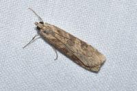 Nomophila noctuella