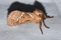 Triodia sylvina