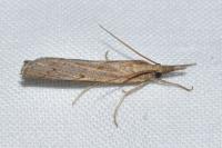 Pediasia contaminella