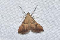 Endotricha flammealis