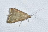 Loxostege sticticalis