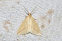 Rhodometra sacraria