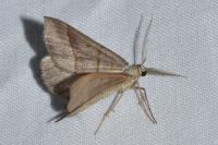 Scotopteryx luridata/mucronata