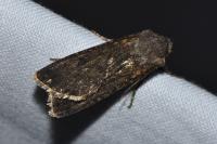 Agrotis segetum